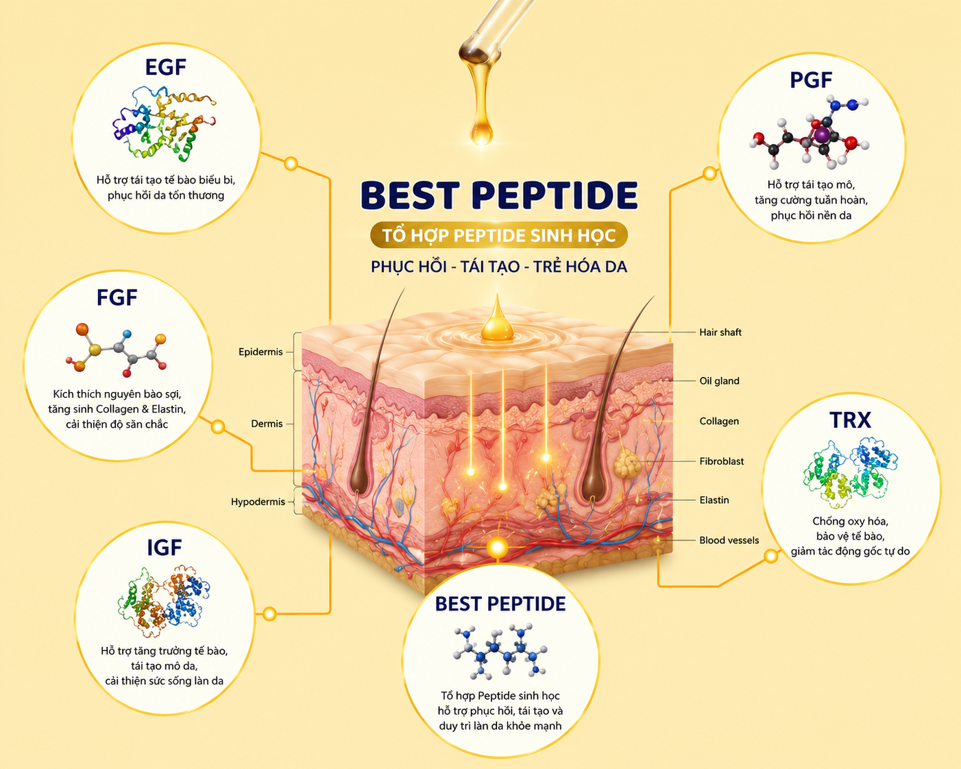 Minh họa hoạt chất Best Peptide